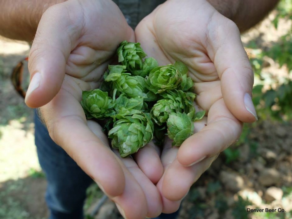 Denver Beer Co. Hosts 5th Annual Neighborhood Hop Swap on Wednesday