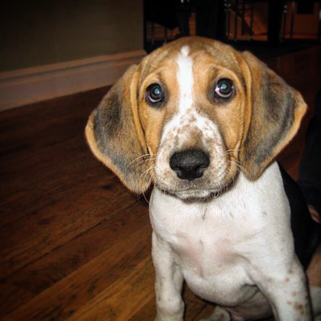 Happy 13th birthday to my buddy.