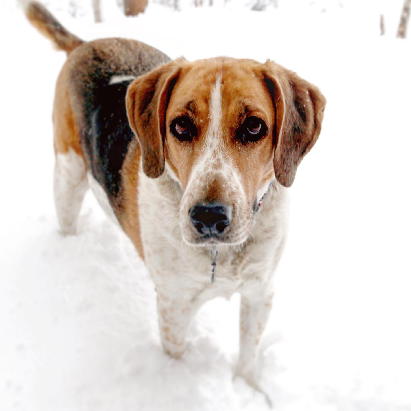 I said goodbye to my buddy Cooper. We had 14 years together. I'm glad he got to meet Carolina, and it made me wonder how I'll describe him years from now when she asks, everyone that enjoyed his company can probably relate: Cooper had a stubborn heart, legs that enjoyed leisure, he seeked a full belly, but always had a wandering spirit. He was my buddy and I think he knows we were pals.