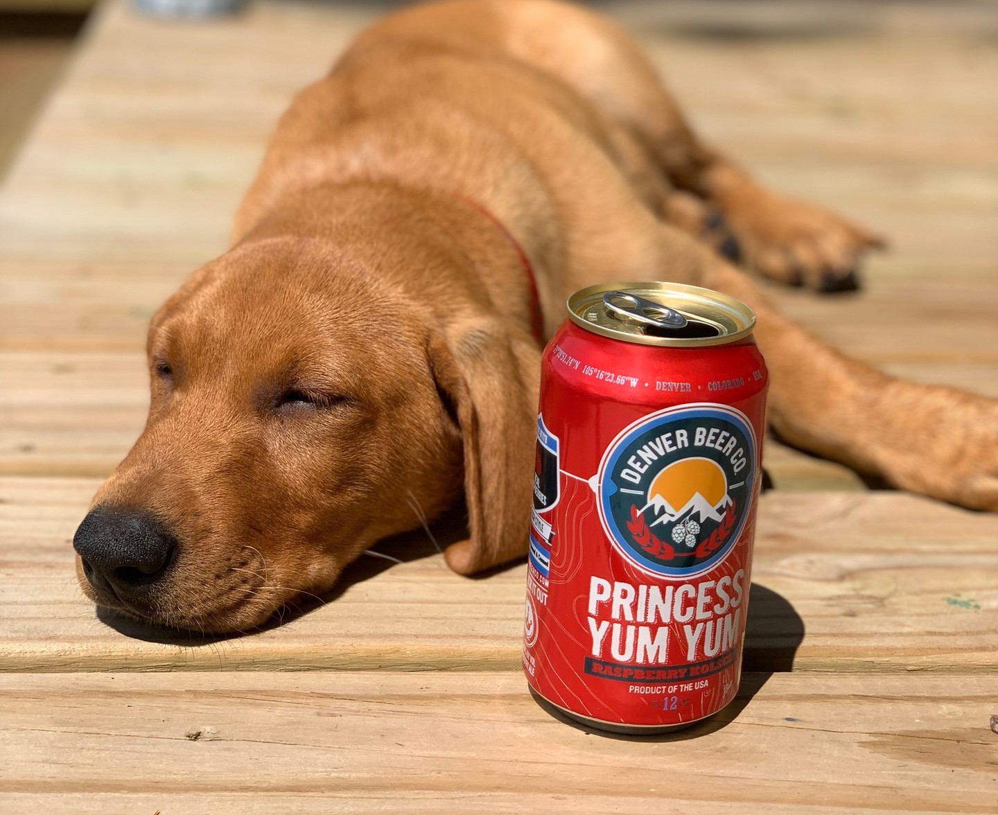 BRB, recharging real quick. ⁠⁠Ya gotta love the sunshine. Not only does it power our beer production, we also use it to warm up adorable puppies for some snuggle time.