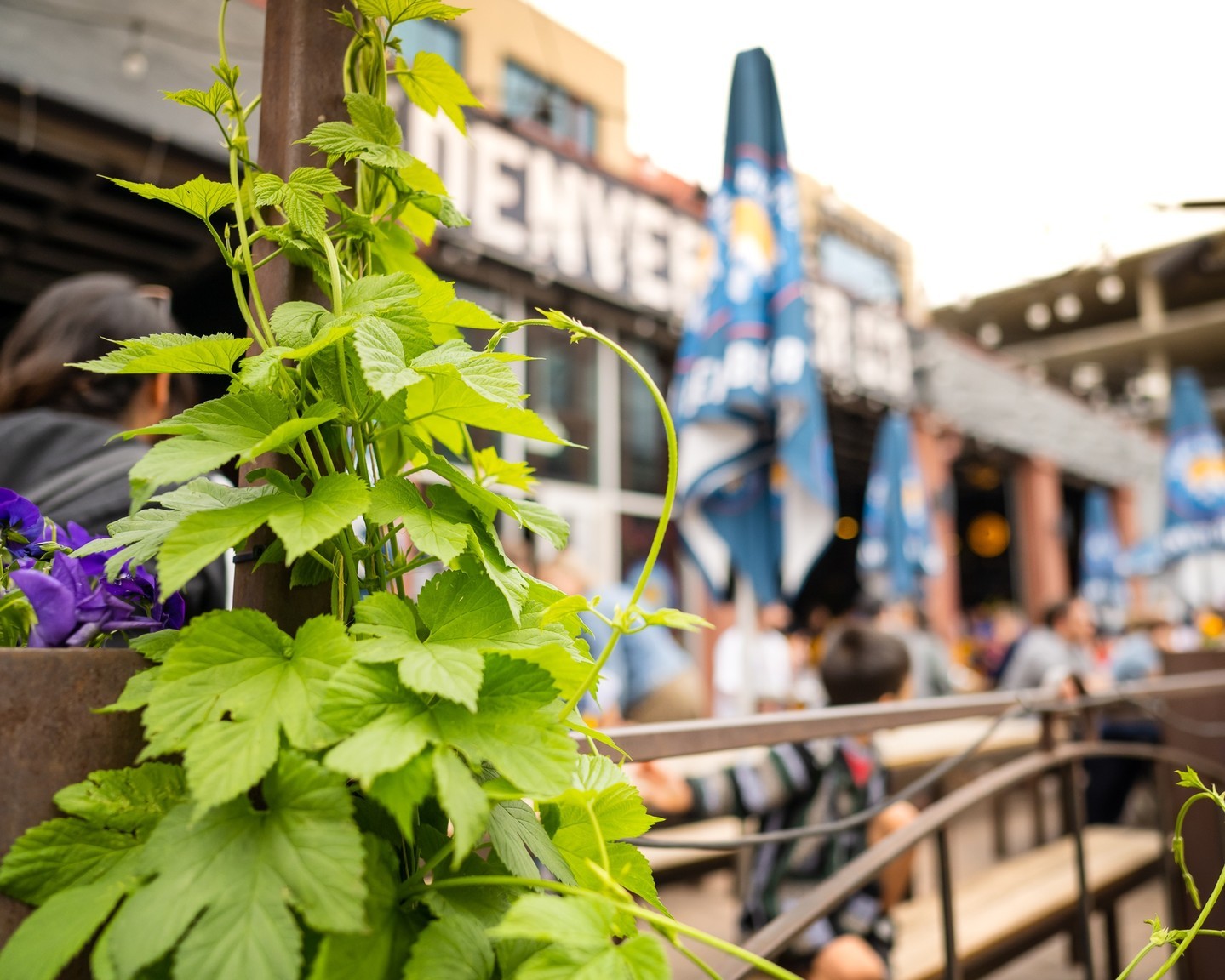 It’s that time of year, and the Neighborhood Hop Swap is back at Denver Beer Co!⁠⁠We look forward to the Hop Swap every year.⁠It’s our chance to involve our entire DBC community, and craft a beer that is entirely local, and made with the literal fruits of your labor.⁠⁠On April 12th from 5pm-7pm at our South Downing taproom, we’ll be handing out 100 baby hop rhizome starters for Denverites to grow in their own backyards.⁠These hop rhizomes are from @YakimaChief Hops and are FREE to anyone willing to give them water, sunshine, and a little love to grow throughout the summer season.⁠⁠This year we'll also have representatives from Yakima Chief on hand to answer questions and provide hop growing tips.⁠⁠Once the hops mature in the fall, Hop Swap participants will bring their hop harvest back to the brewery where we will use them to create truly local brew.⁠⁠Mark your calendars, and maybe get a few gardening tips ready. Hops are relatively easy to grow, but you might want to know what you’re getting yourself into!⁠⁠Get all the event info with the link in bio!