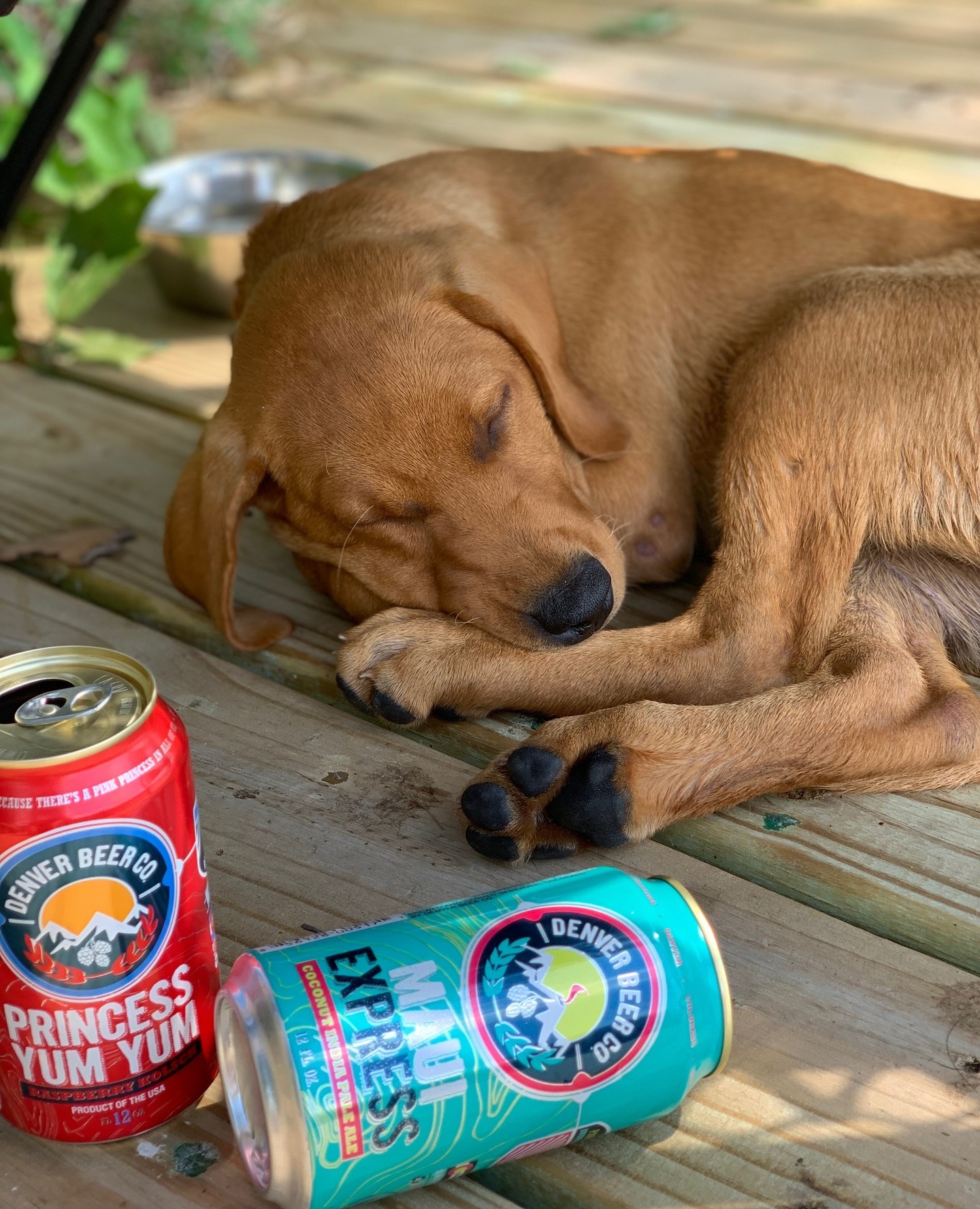 Someone pawtied too hard. Or just loves napping. ⁠⁠Pro tip, these 2 beers pair incredibly well with each other. Open 'em both and sip one, then the other. Double fisting if you will. Or get a big glass, and make a Moana.