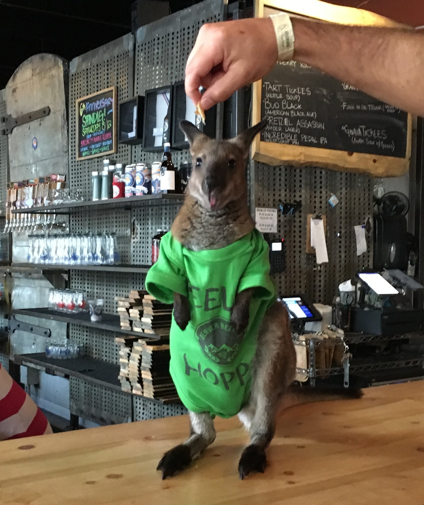 Never forget the time that a wallaby wearing a Denver Beer Co "Feelin Hoppy" onesie stood on the bar at our Platte St taproom.