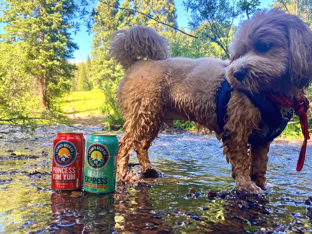 After hiking for miles and miles, taking your boots off and getting 2 feet (or 4) into a creek feels pretty good. 