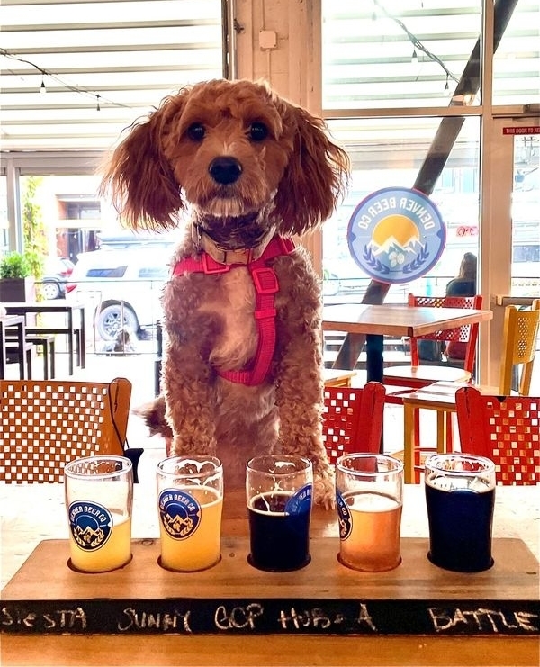 Bring a date to the taproom. ⁠Bring your best friend. ⁠Bring your dog. ⁠Beers taste even better with good company. Always. ⁠⁠⁠⁠@wrigaroothecavapoo