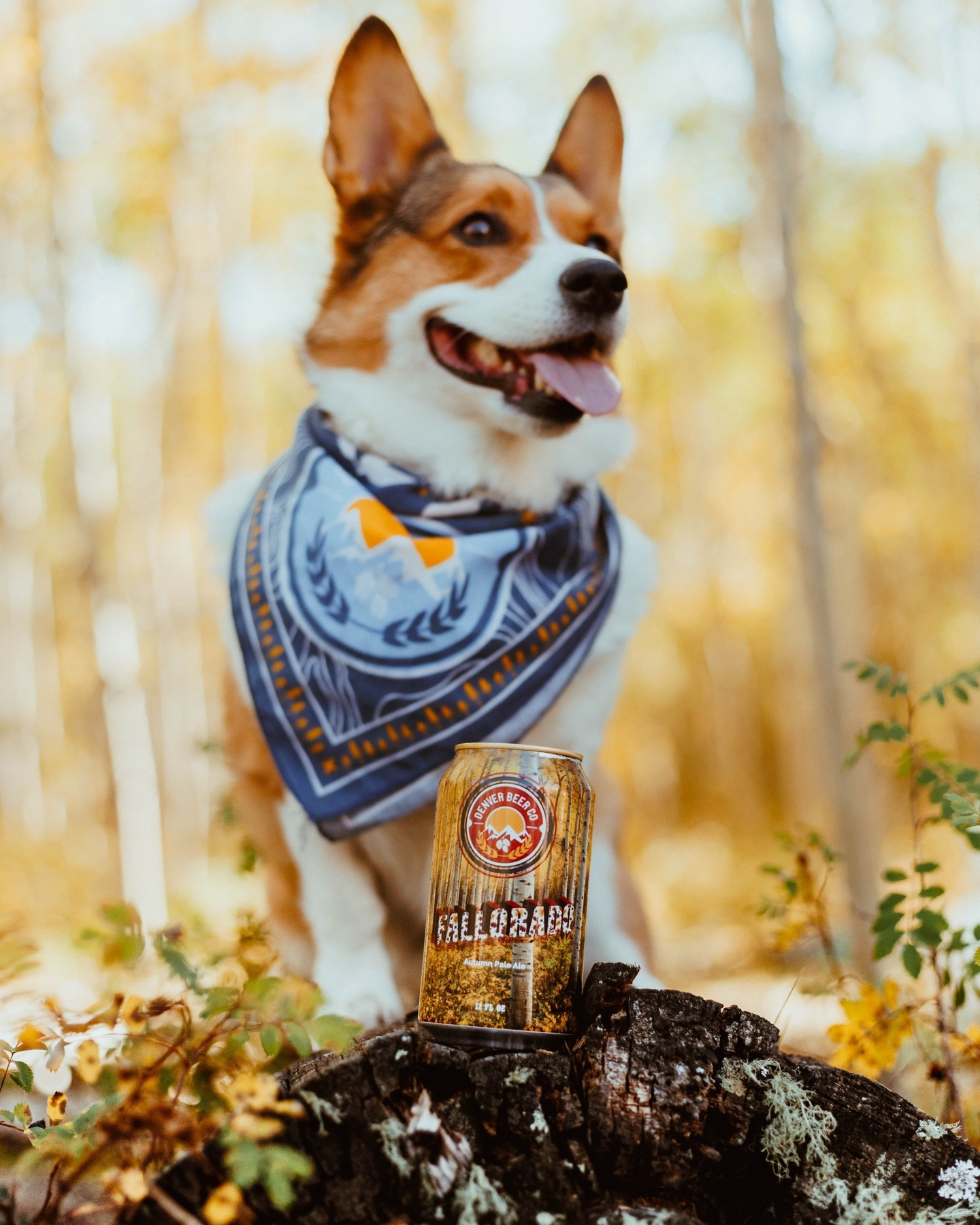 A celebration of all things fall. Fall into Fallorado... while it lasts.⁠⁠Find this limited release 4-pack at our DBC taprooms or at select retailers near you!